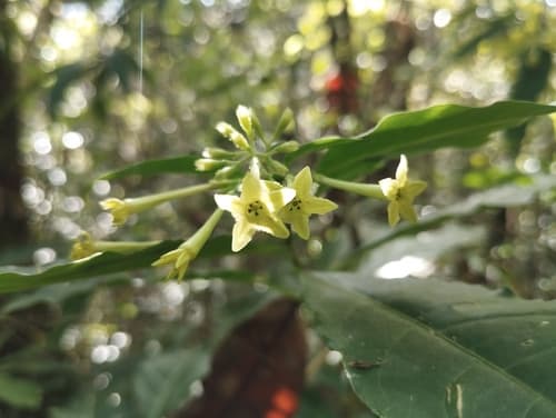 Cestrum elegantissimum