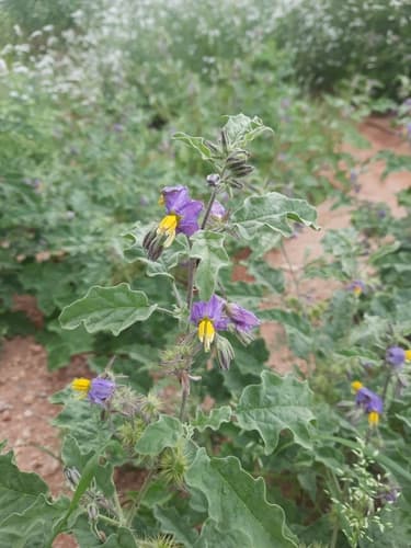 Solanum coagulans