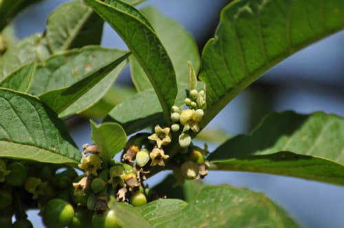 Discopodium penninervium