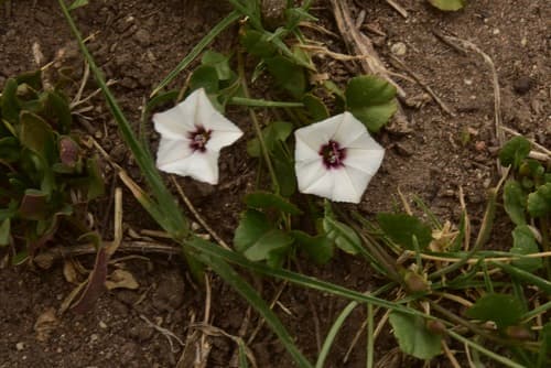 Convolvulus montanus