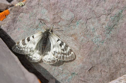 Parnassius patricius