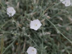 Prostrate Bindweed