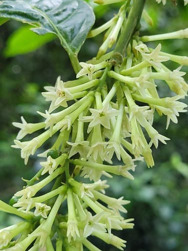 Giantleaf Cestrum