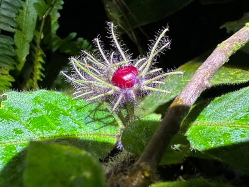 Lycianthes medusocalyx