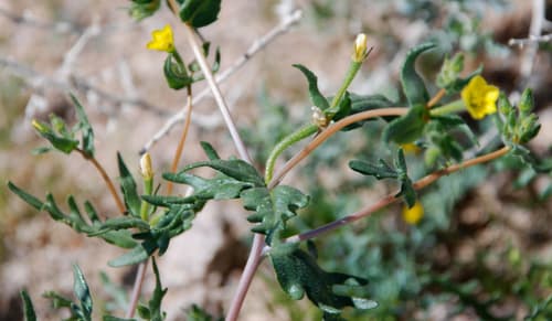 Pacific Blazing Star