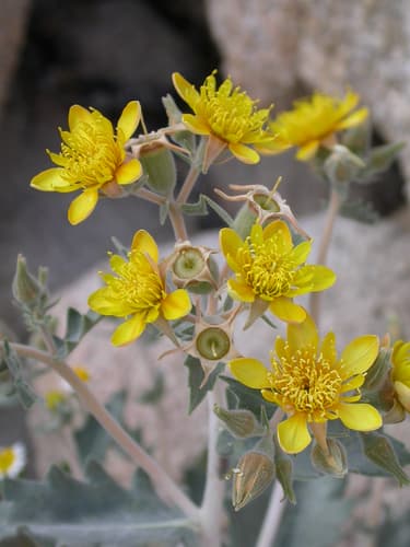 Darlington's Blazing Star