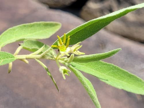 Solanum schomburgkii