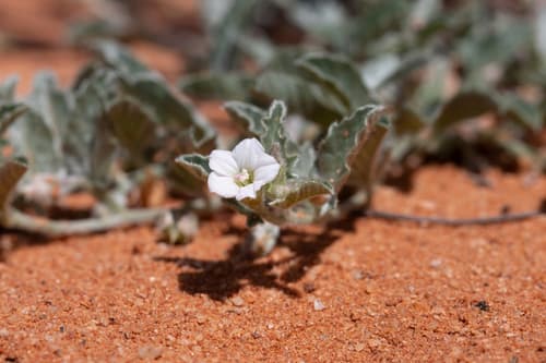 Convolvulus crispifolius
