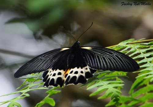 Papilio lampsacus