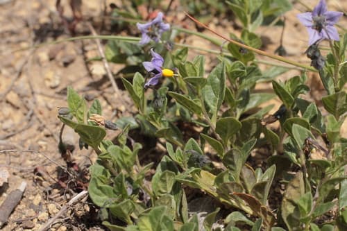 Solanum alliariifolium