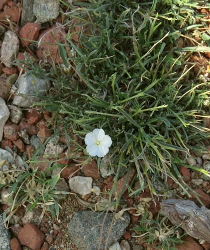 Convolvulus hildebrandtii