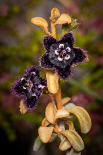 Anthotroche walcottii