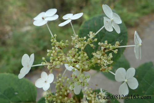Long-stalked Hydrangea