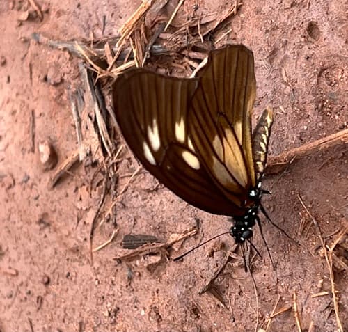Olbrechts' Graphium