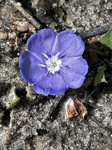 Evolvulus anagalloides