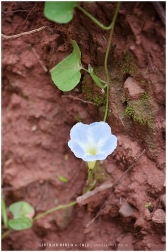 Ipomoea marginisepala