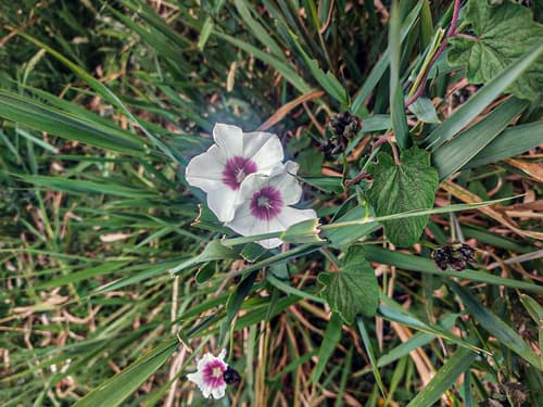 Schimper's Bindweed