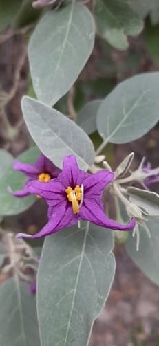 Solanum lidii