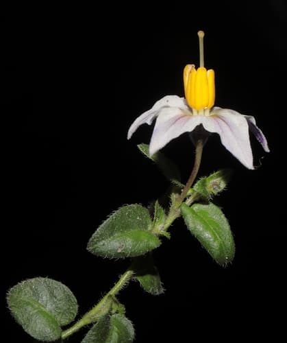 Solanum oxycoccoides