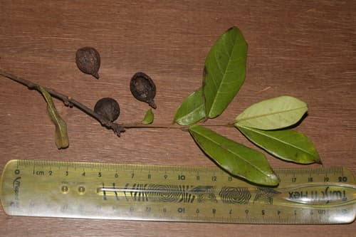 Dicranostyles villosa