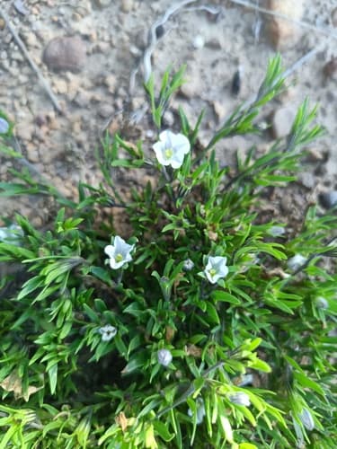 Nierembergia boliviana