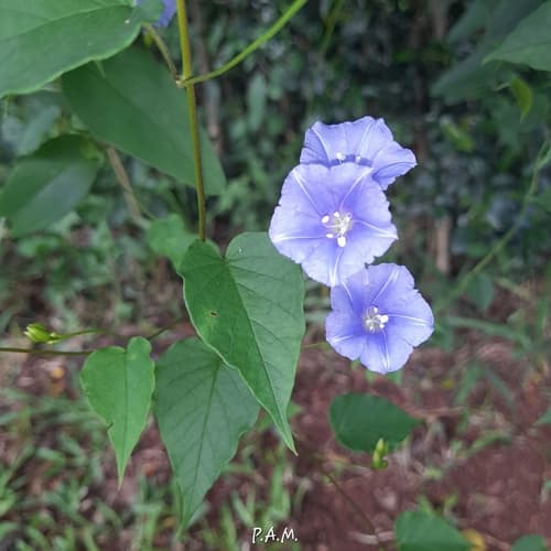 Jacquemontia blanchetii