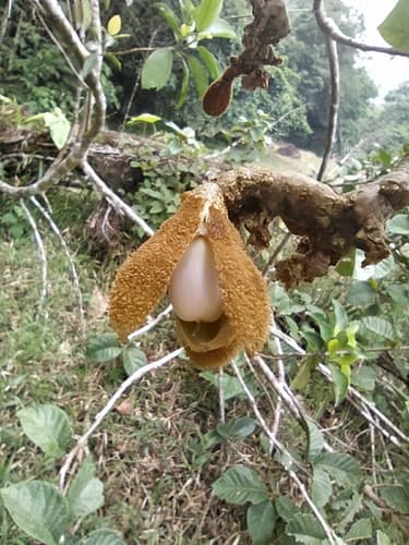 Juanulloa ferruginea