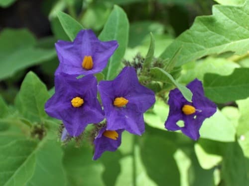 Solanum clarkiae