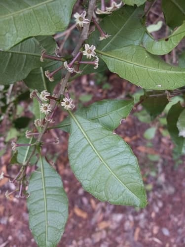 Cestrum coelophlebium