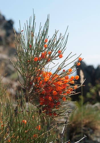 Ephedra