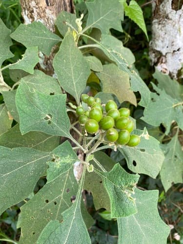 Solanum decompositiflorum