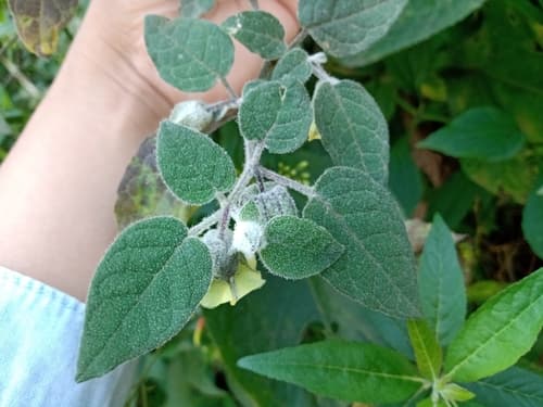 Hinton's Groundcherry