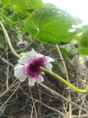 Ipomoea longibracteolata
