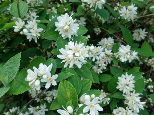 Deutzia naseana