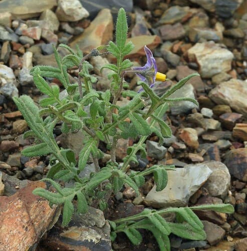Solanum infundibuliforme