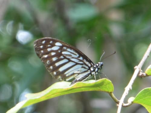 Graphium stratocles