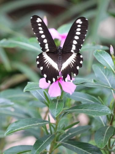 Madagascar Periwinkle