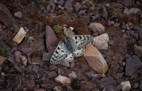 Parnassius huberi