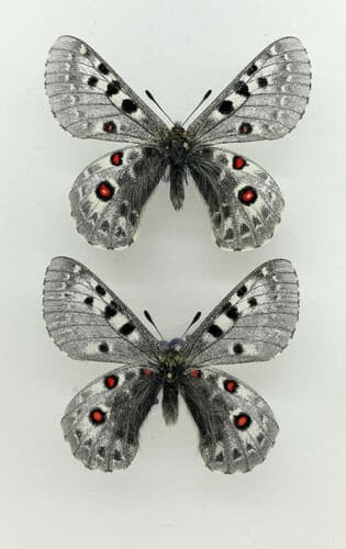 Parnassius tibetanus