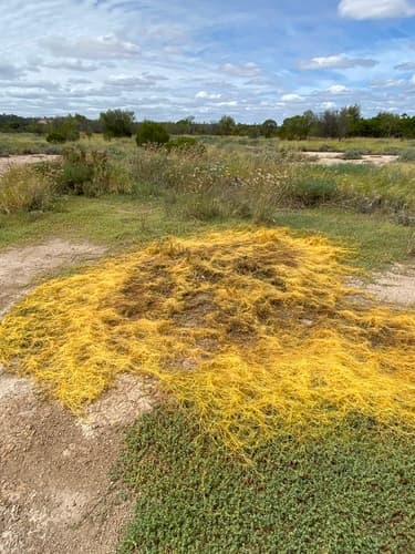 Cuscuta victoriana