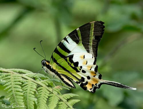 Graphium decolor