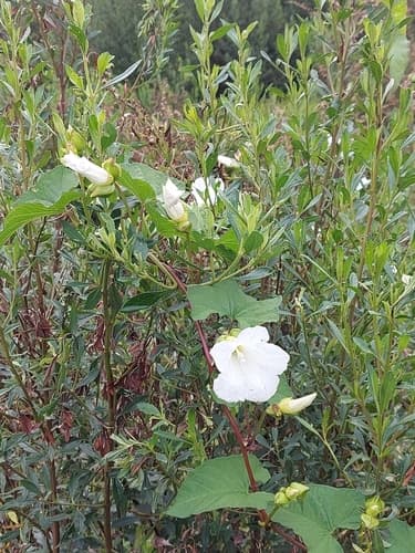Brummitt's Bindweed
