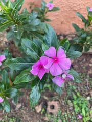 Madagascar Periwinkle