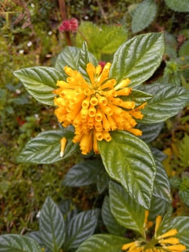 Golden Cestrum