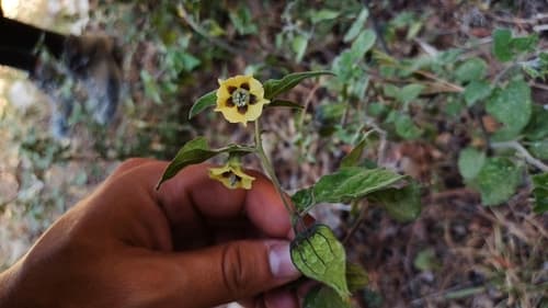Physalis lignescens