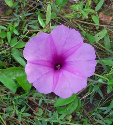 Ipomoea rosea