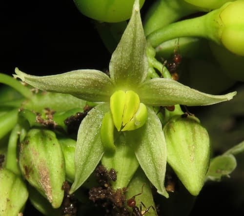 Solanum dimorphandrum