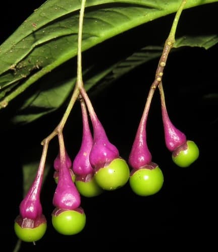 Cuatresia fosteriana