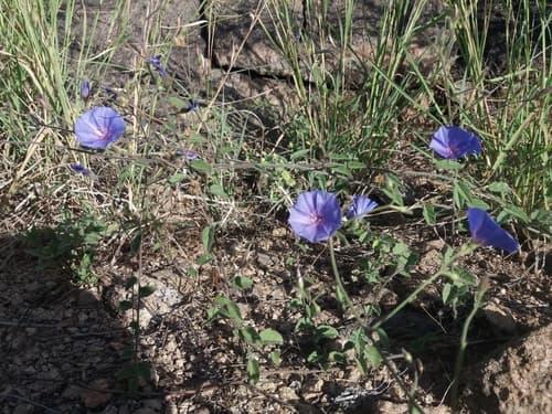 Jacquemontia estrellensis