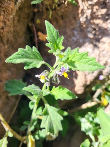 Solanum grandidentatum